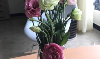 青色洋桔梗的花语和寓意 洋桔梗花语是什么