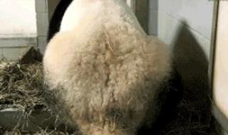 熊猫棕色黑色熊猫区别 有关大熊猫的图片