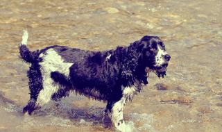 吹风机哪种好如何选购吹风机 什么样的电吹风好
