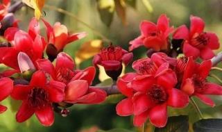 深圳演艺公园开放吗 深圳塘朗山郊野公园